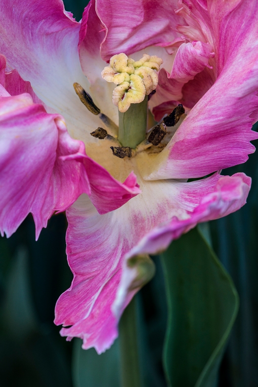 Pink Fringed Tulip lorez